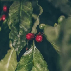 Black Coffee - pflegende Pflanzenhaarfarbe - Healing Herbs Hair Color