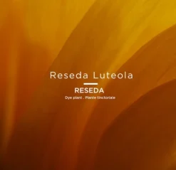Le Nude Tinctorial ARZICA No 036 - LE ROUGE FRANCAIS - Nude-Lippenstift