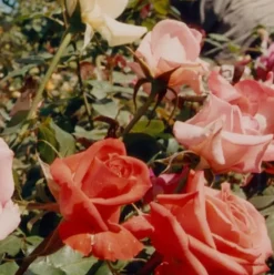 ROSE Cleansing Oil - schützendes und pflegendes Reinigungsöl