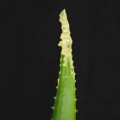 SUCCULENT PUDDING - Super Beruhigungsemulsion