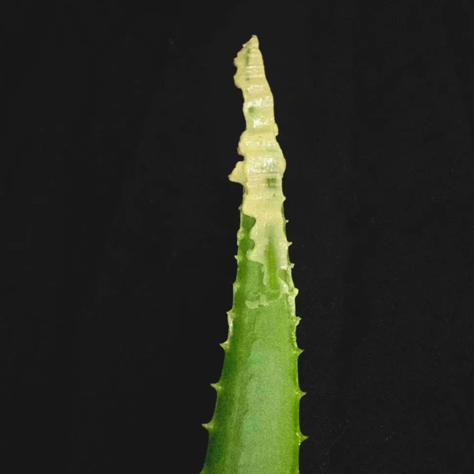 SUCCULENT PUDDING - Super Beruhigungsemulsion